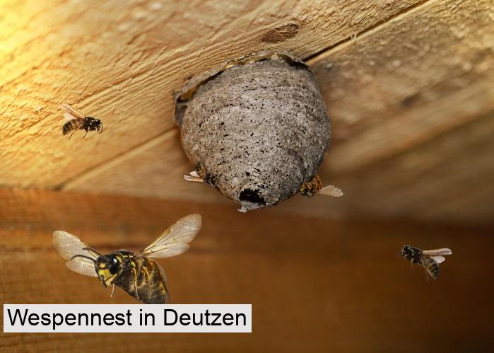 Wespennest in Deutzen